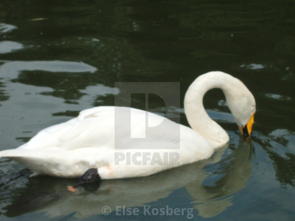 "Lonely swan swimming in a park" stock image