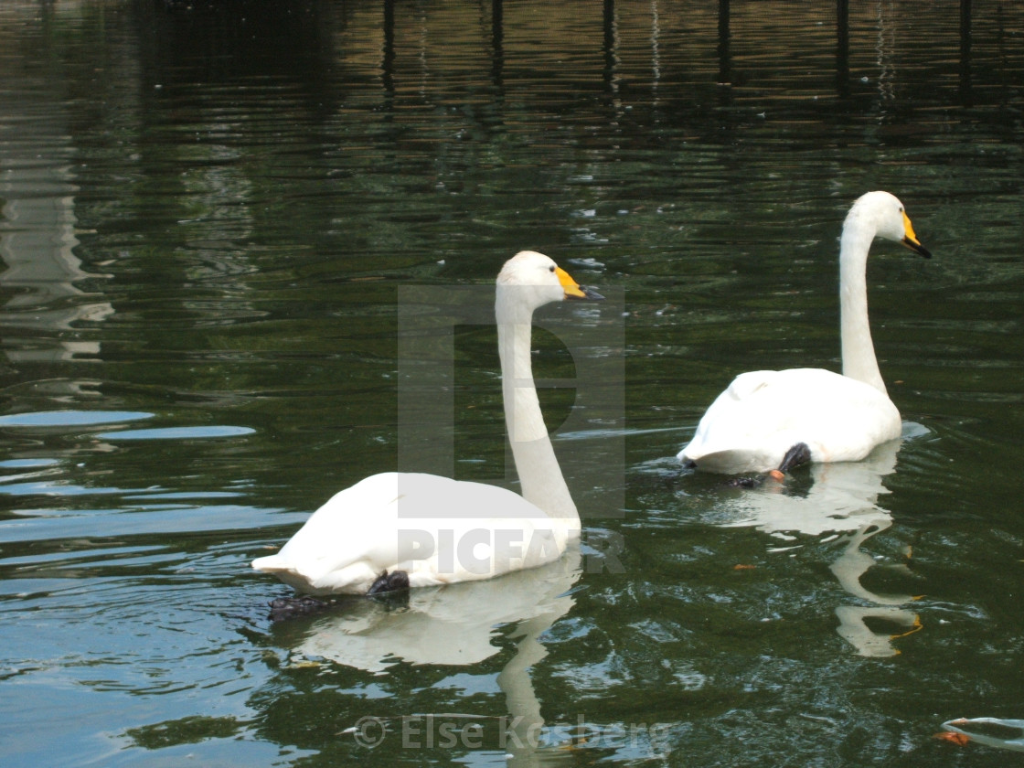 "Two swans swimming in a pond" stock image