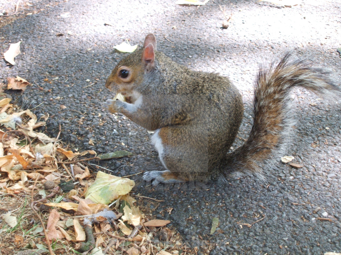 "Squirrel in a park" stock image