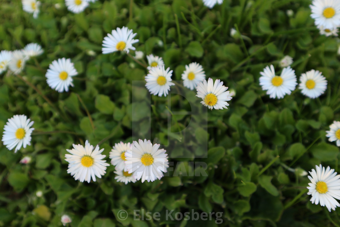 "Daisies" stock image