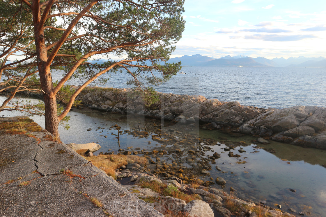 "Pine tree with sea view in Molde, Norway" stock image