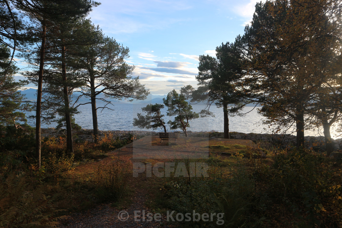 "Evening sea view through the pine wood" stock image