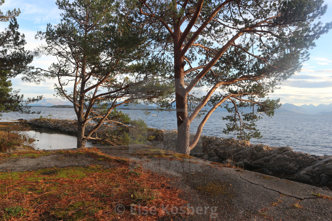 "Pine trees by the sea" stock image