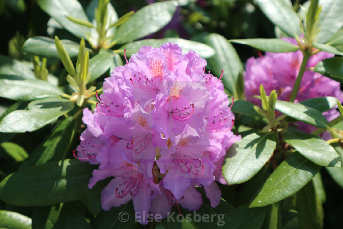 "Pink rhododendron" stock image