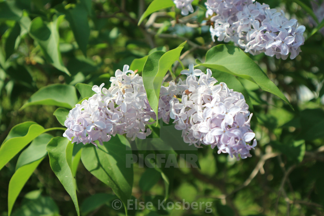 "Lilacs" stock image