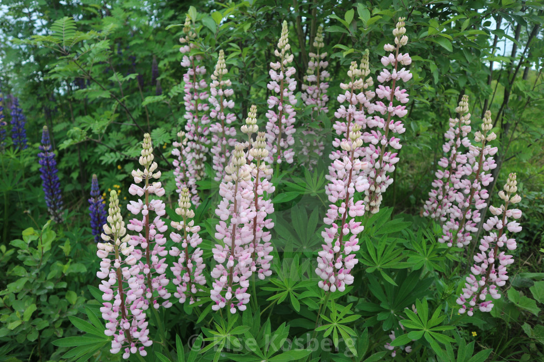 "Pink lupines" stock image