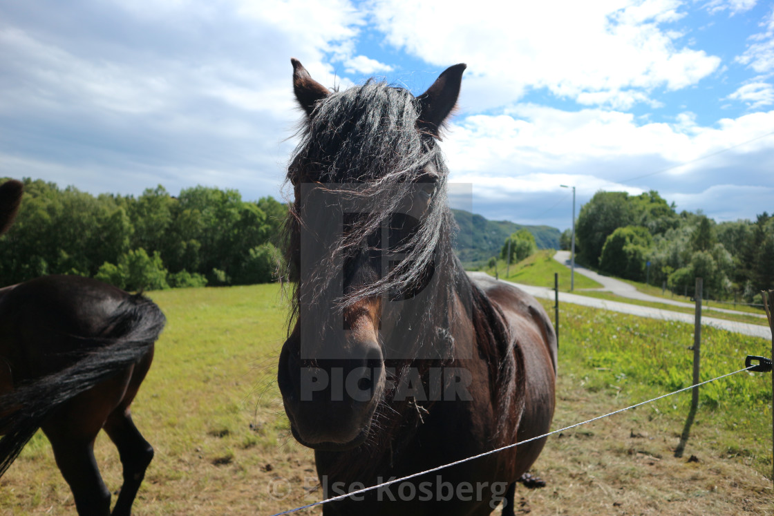 "Brown horse encounter" stock image