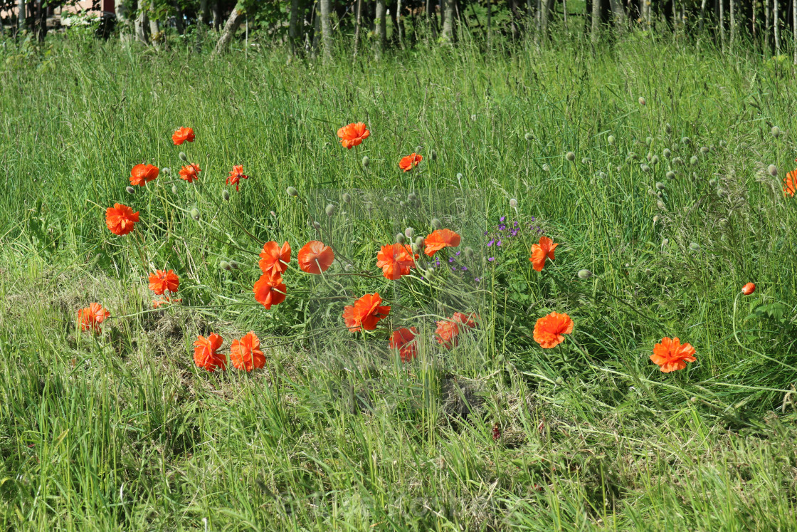 "Orange poppies by the road" stock image