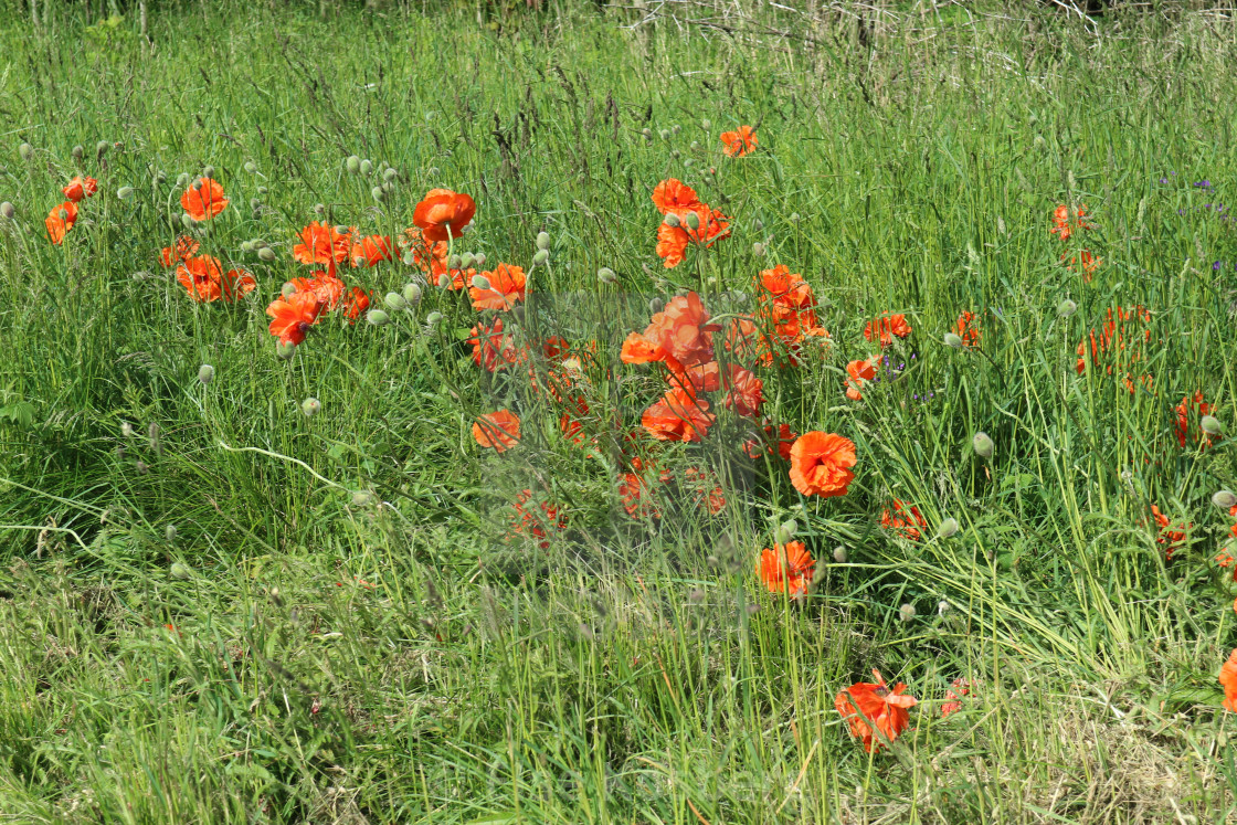 "Poppies by the road" stock image