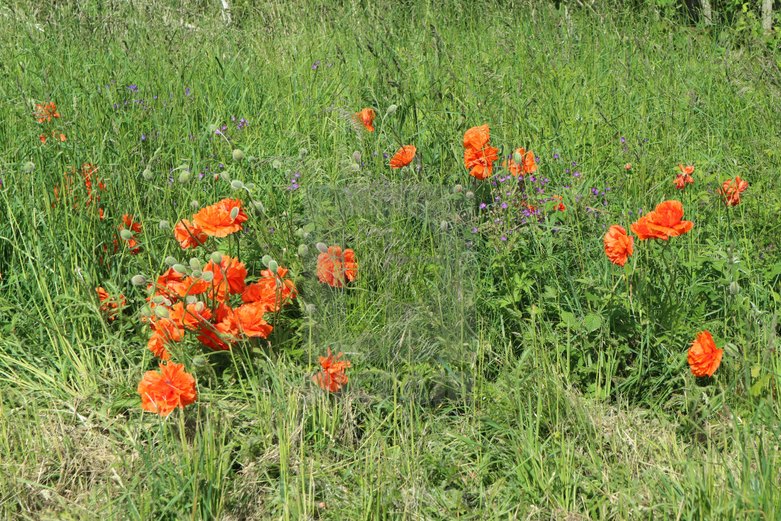 "Orange poppies by the road" stock image