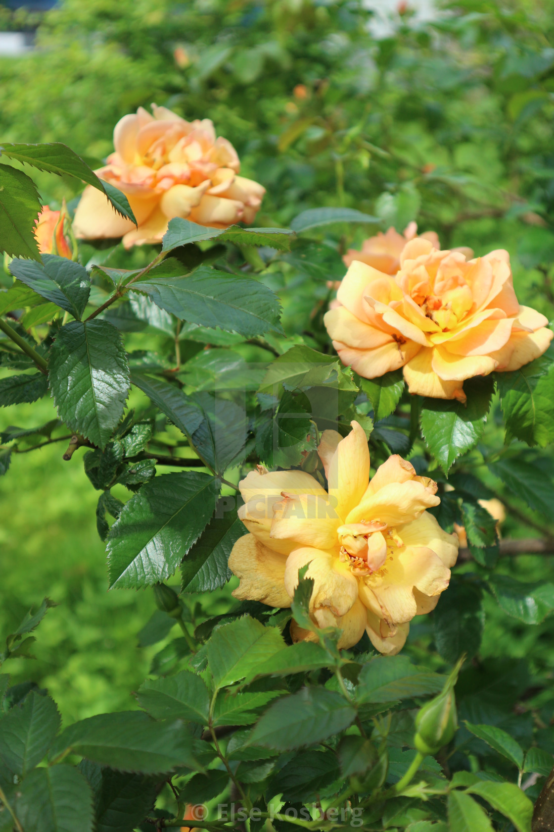 "Orange roses" stock image