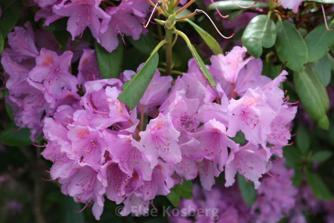 "Purple rhododendron" stock image