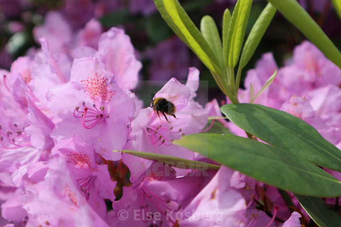 "Close-up of rhododendron with a bee" stock image