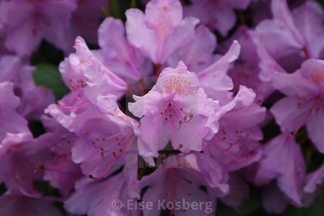 "Close-up of purple rhododendron" stock image