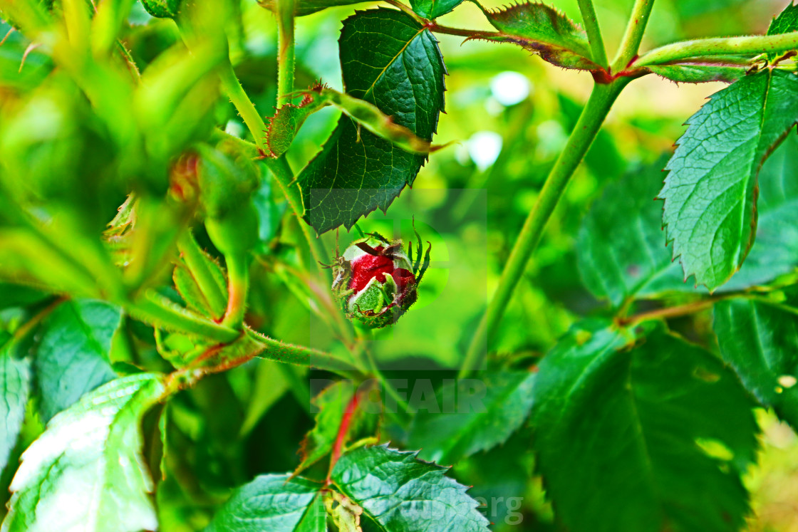 "Rose bud" stock image