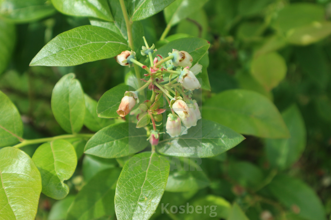 "Close-up of blueberry bush in bloom" stock image