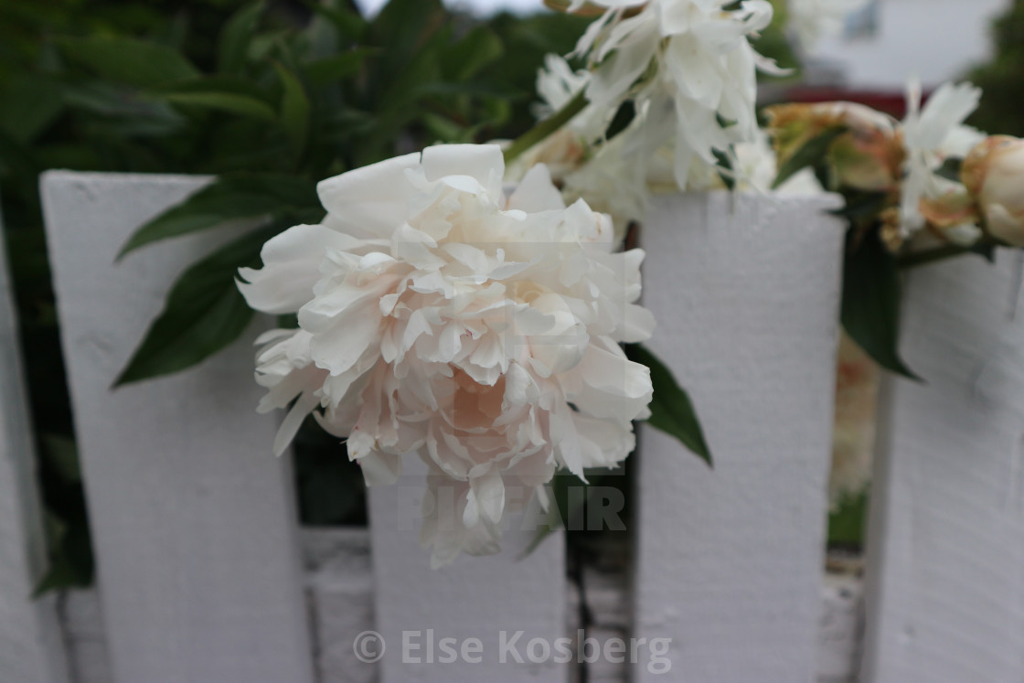 "White peonies close-up" stock image