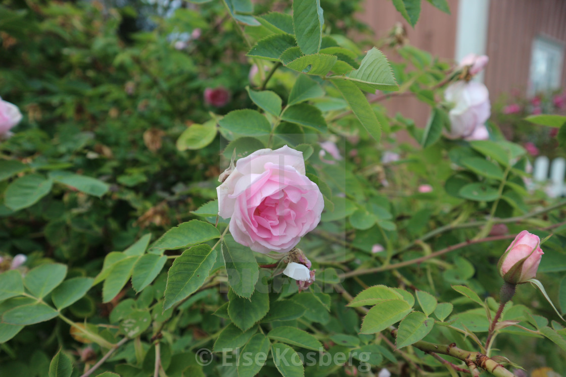 "Pink rose" stock image