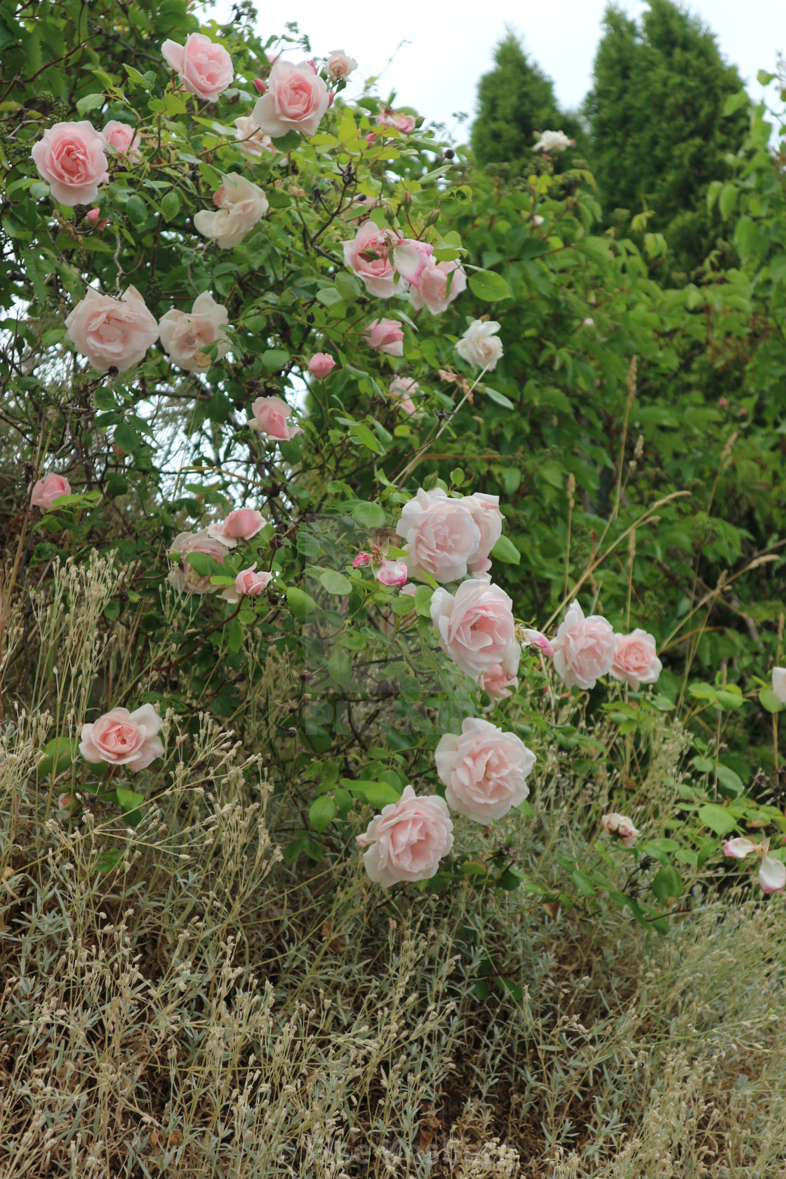 "Pale pink roses by the road" stock image