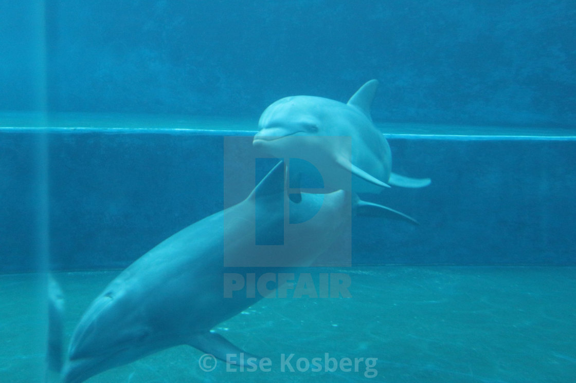 "Dolphins in aquarium" stock image