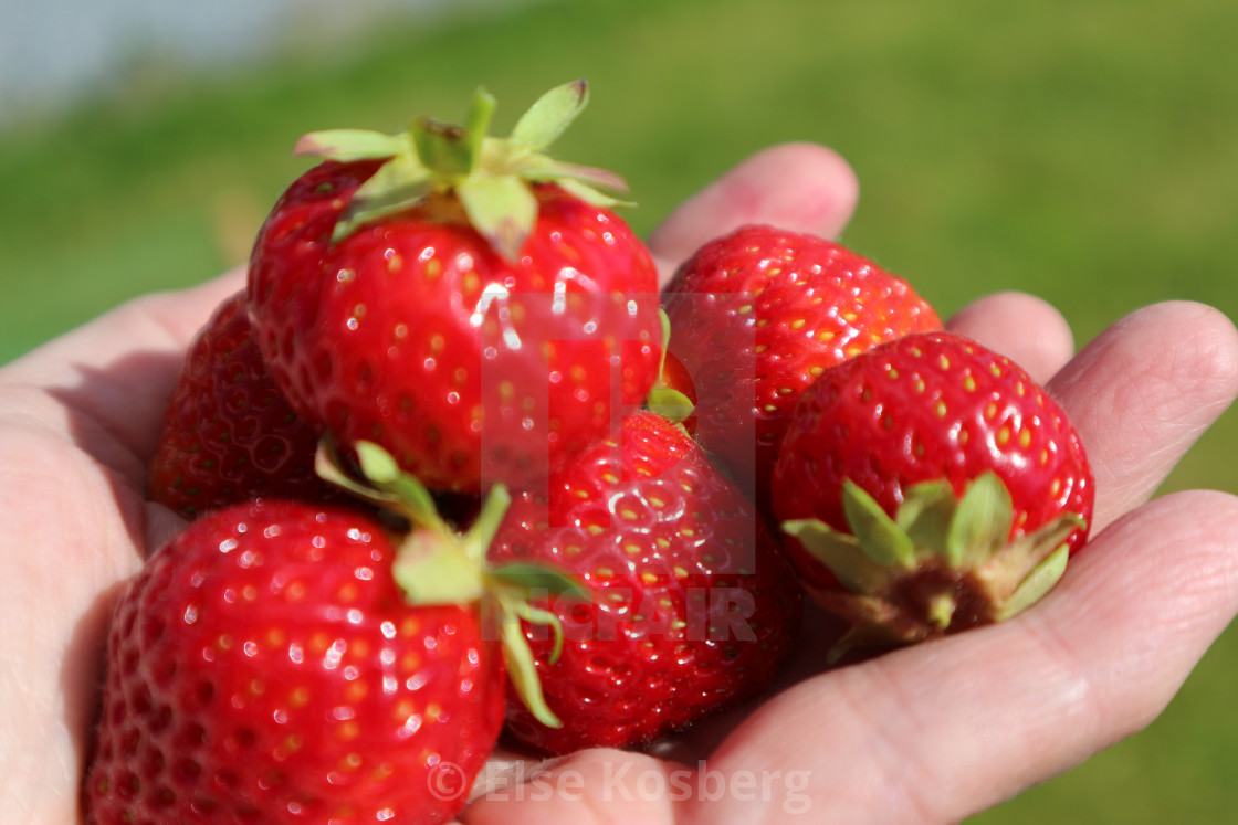 "A hand full of strawberries" stock image