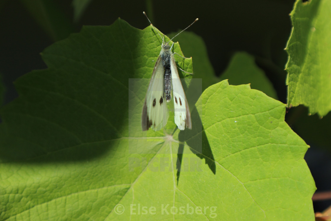 "Butterfly on leaf" stock image