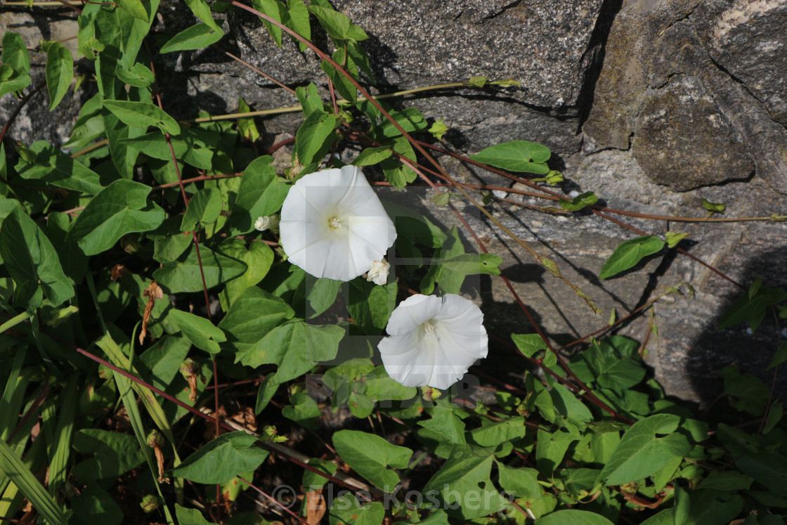 "White flowers" stock image