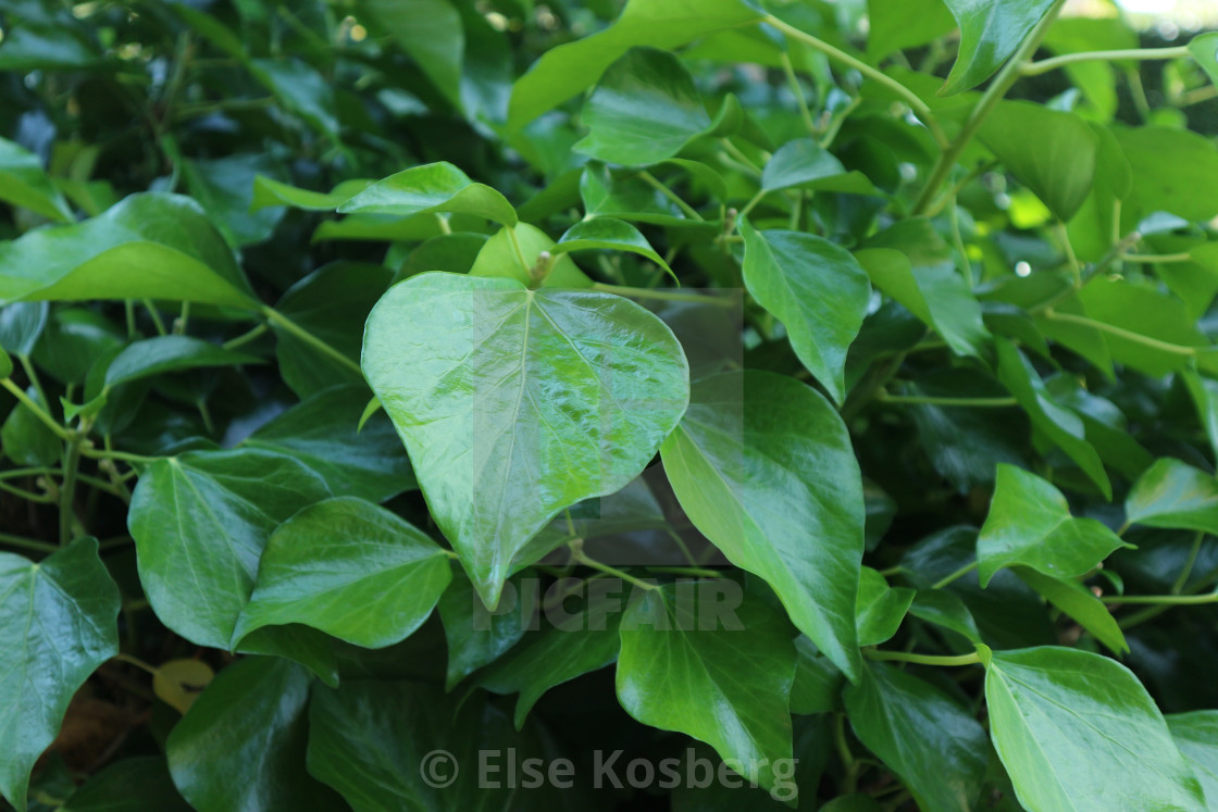 "Ivy close-up" stock image