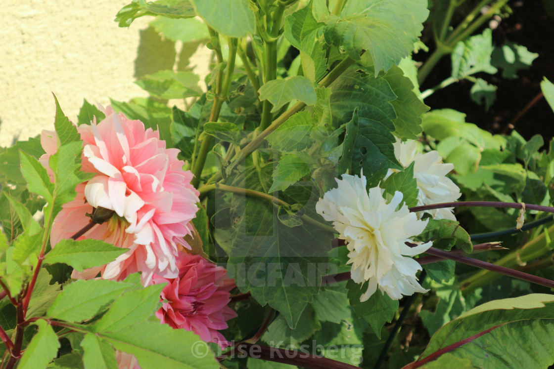 "Dahlias 1" stock image