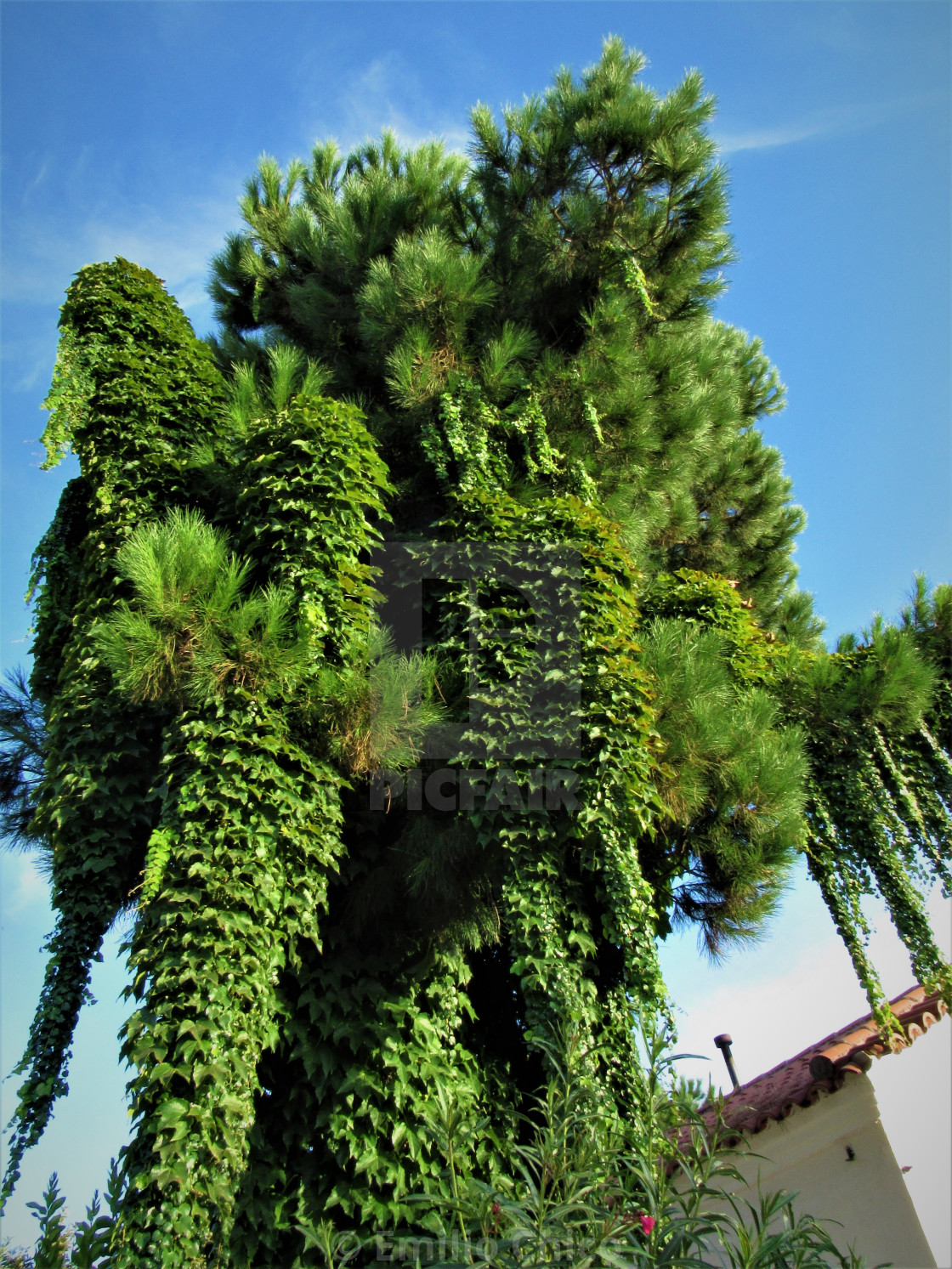 "Beautiful Tree Monster" by Emilio Chico - $15.31 "Beautiful Tree Monster" stock image