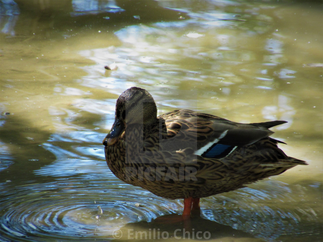 "The duck and the drop" by Emilio Chico - $15.31 "The duck and the drop" stock image