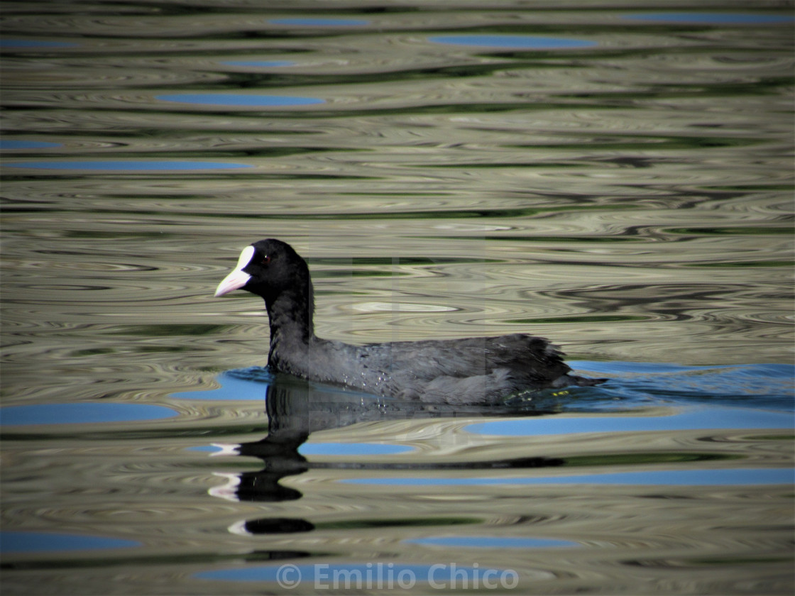 "A Cute Coot" by Emilio Chico - $15.31 "A Cute Coot" stock image