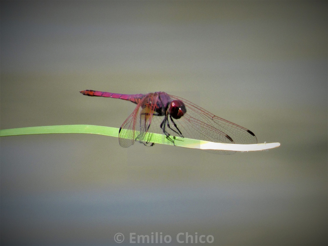 "The Turquoise Dragon fly" by Emilio Chico - $15.31 "The Turquoise Dragon fly" stock image