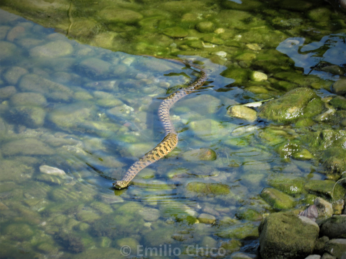 "The Living Stick" by Emilio Chico - $15.31 "The Living Stick" stock image