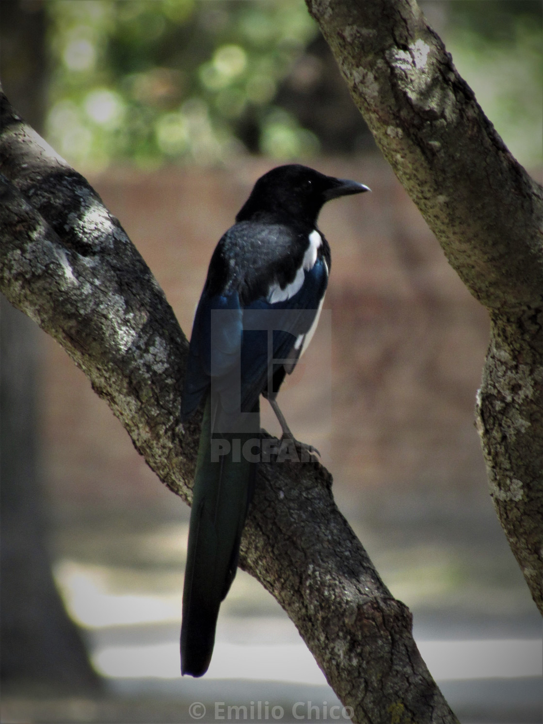 "The Magpie" by Emilio Chico - $15.31 "The Magpie" stock image