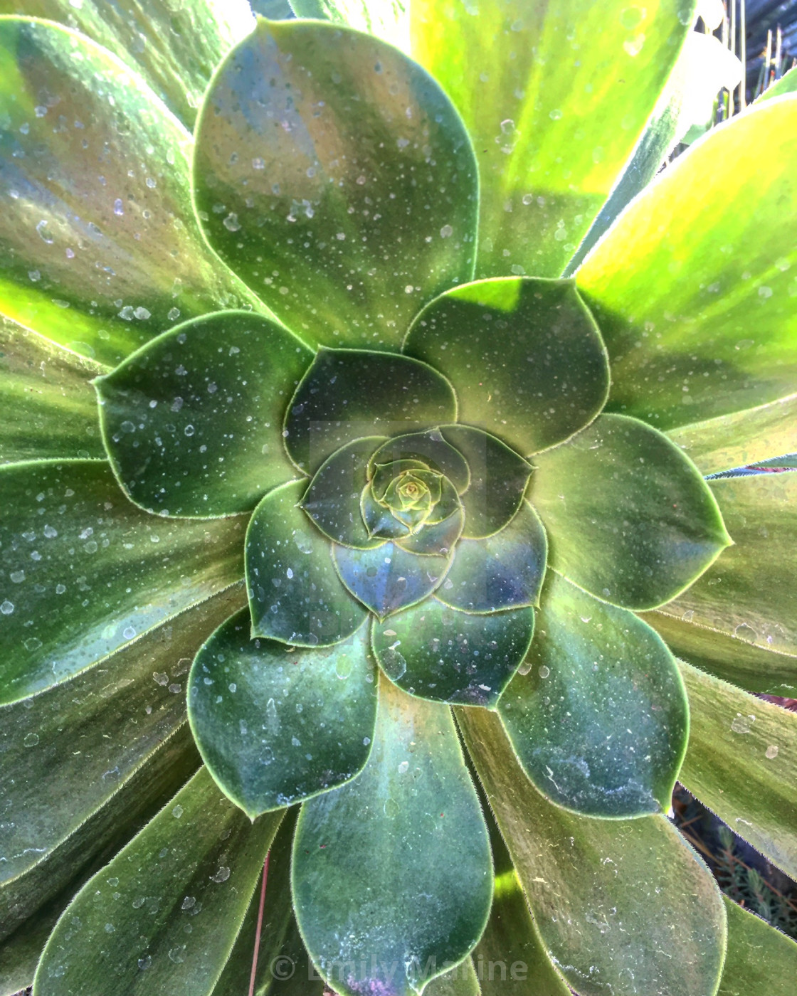 "Center of the Succulent" stock image