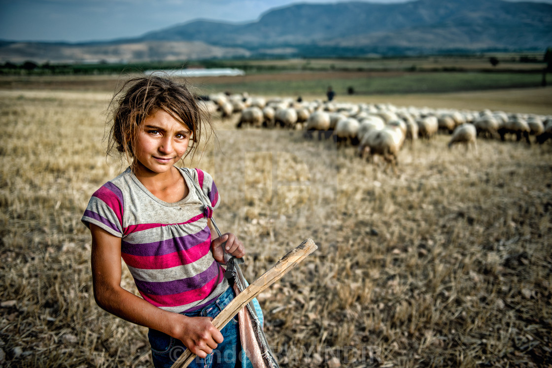 "Cow girl and her flock of sheep" stock image