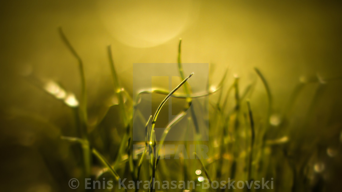 "A blade of grass" stock image