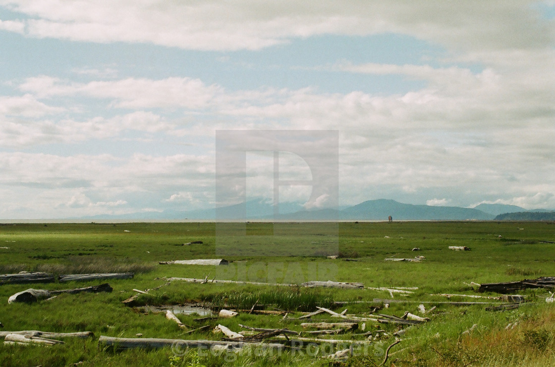 "Driftwood" stock image