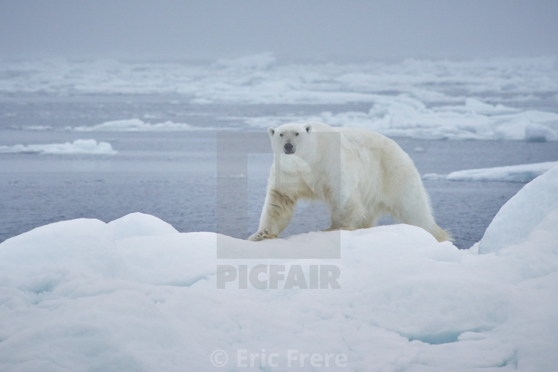 "Good morning!" by Eric Frere - $40.35 "Good morning!" stock image