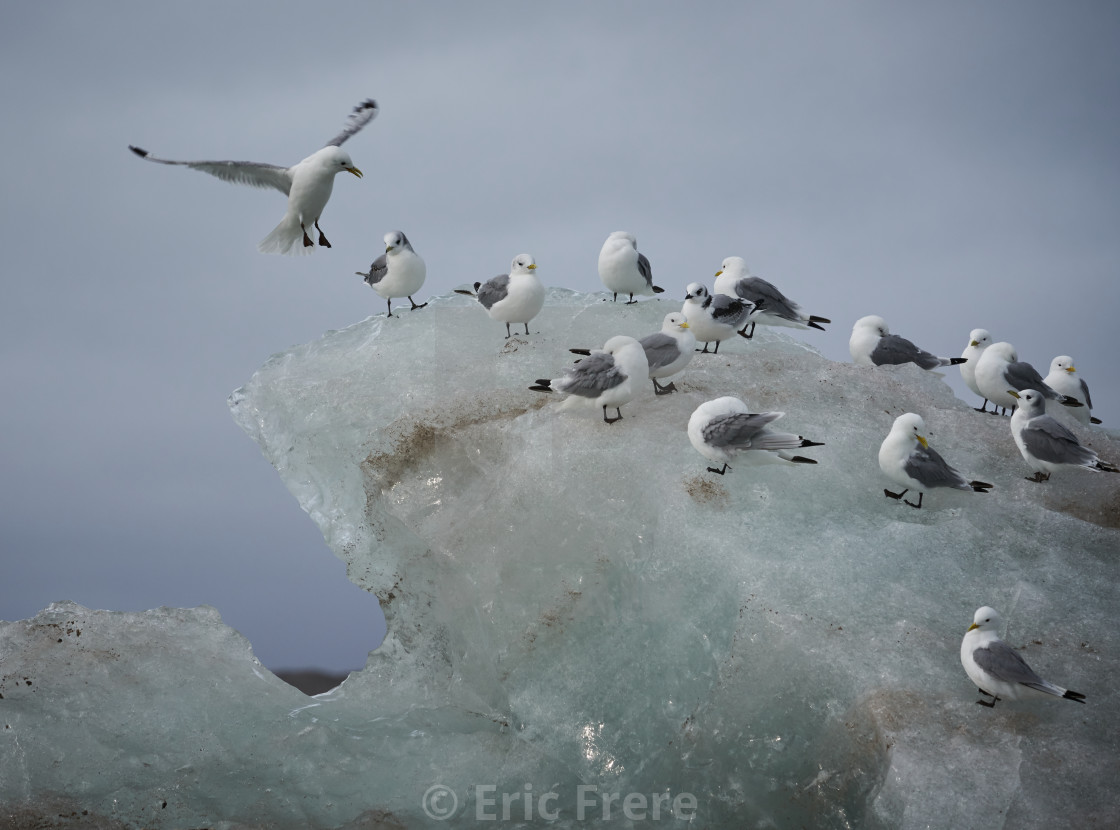 "Coming in for a landing!" by Eric Frere - $40.35 "Coming in for a landing!" stock image