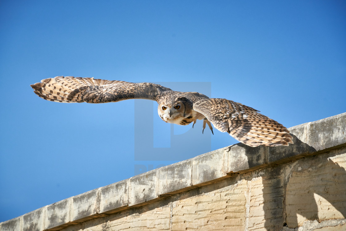 "Pharaoh Eagle-Owl taking flight" by Eric Frere - $40.35 "Pharaoh Eagle-Owl taking flight" stock image