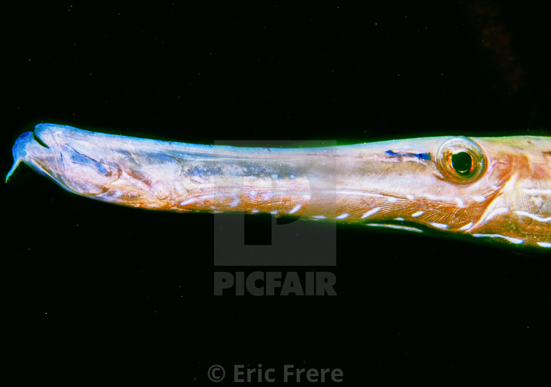 "Trumpet Fish" by Eric Frere - $40.35 "Trumpet Fish" stock image
