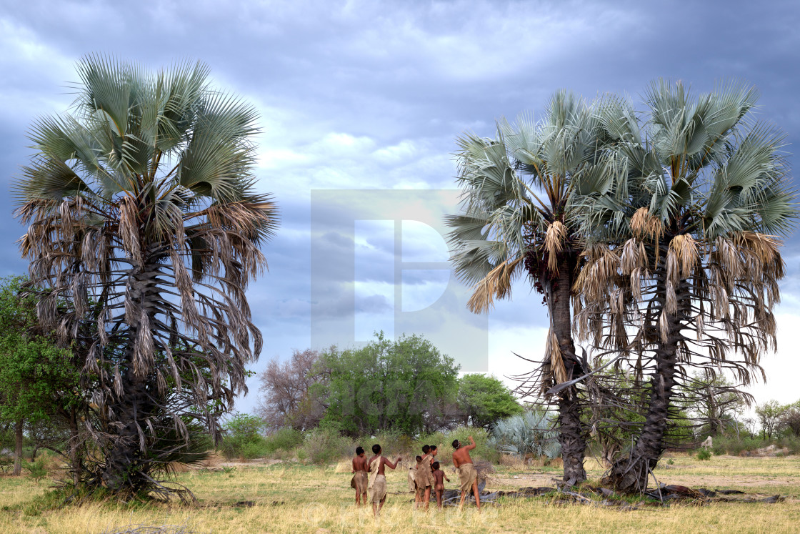 "San people and the Makalani Trees" by Eric Frere - $40.35 "San people and the Makalani Trees" stock image