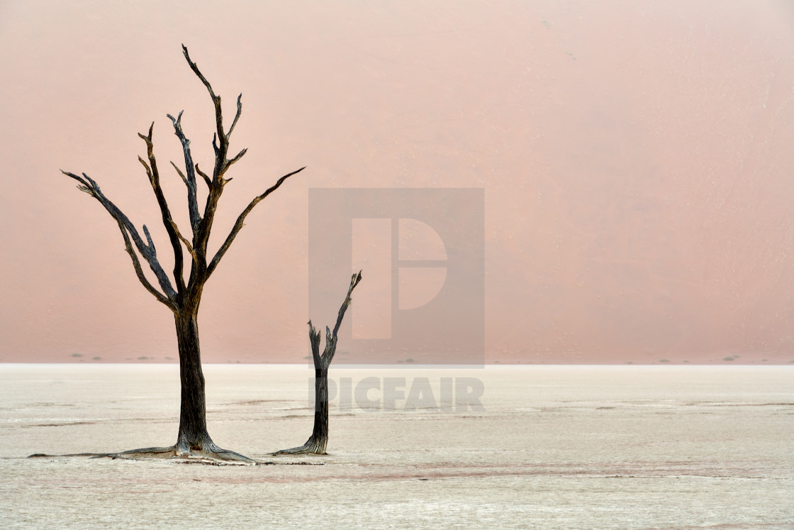 "Deadvlei - Mother and Child" by Eric Frere - $40.35 "Deadvlei - Mother and Child" stock image