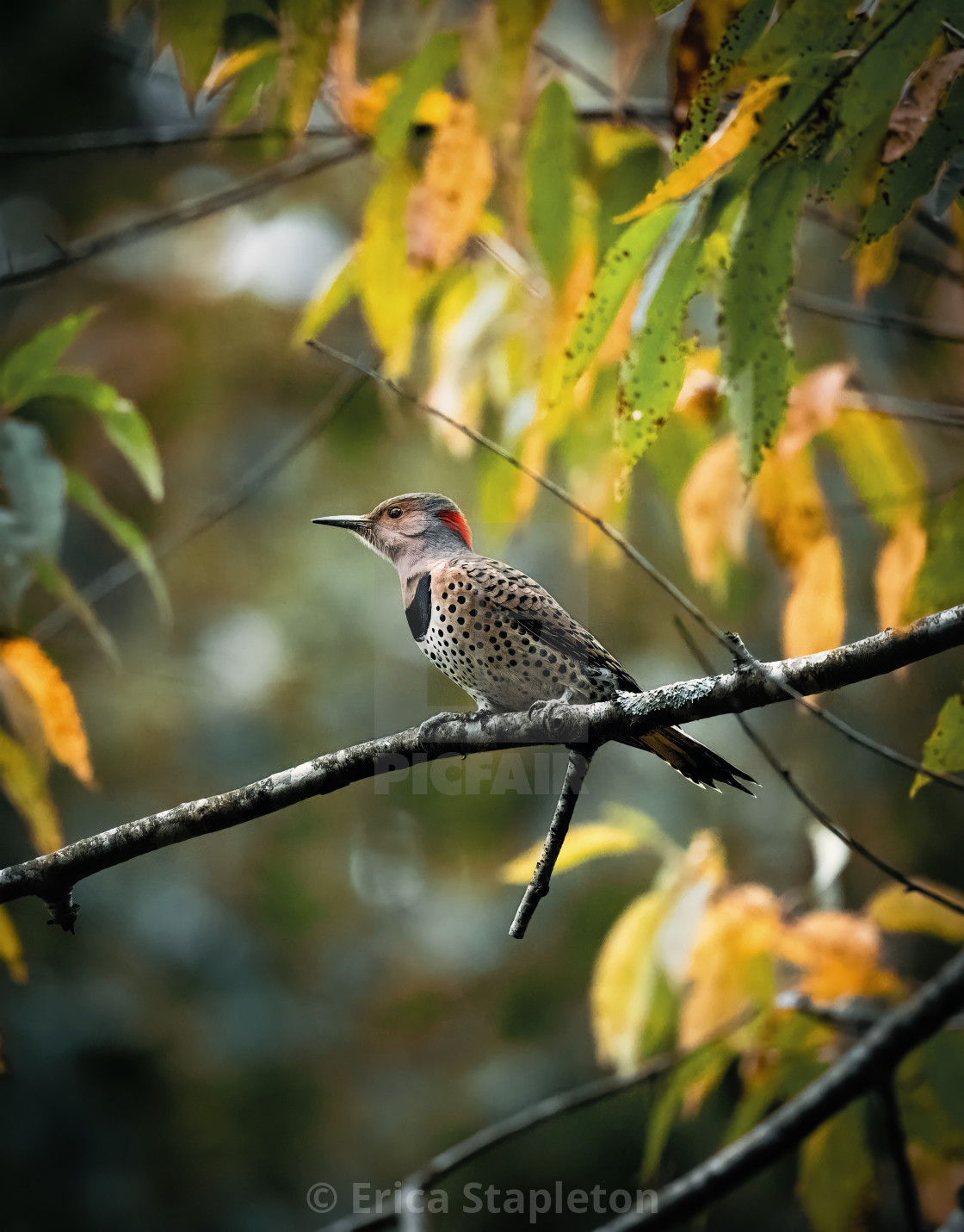 "Northern Yellow Shafted Flicker" stock image