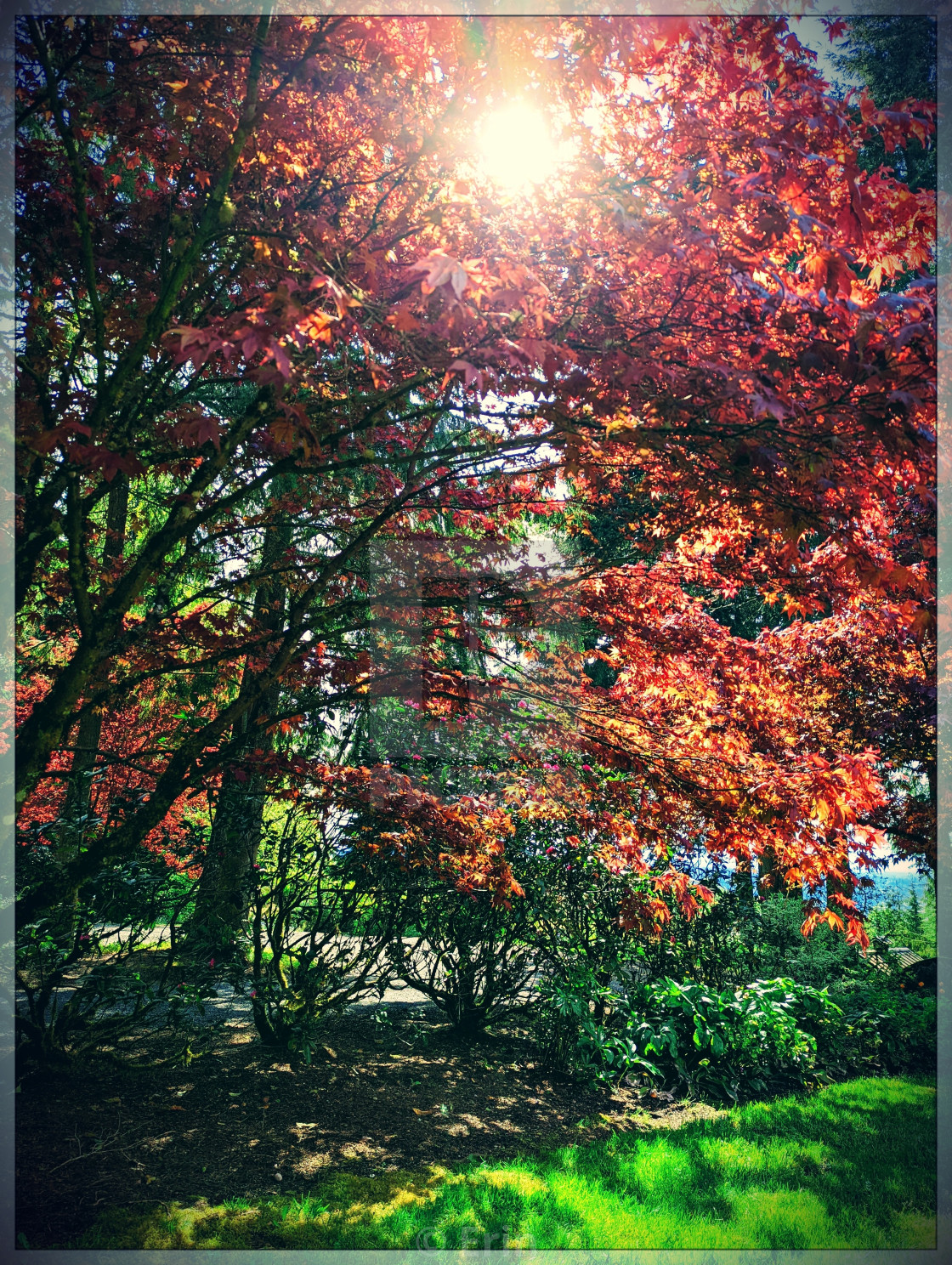 "Through the red leaves..." stock image