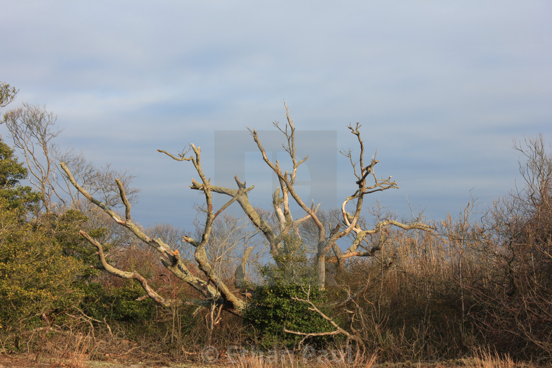 "A Storm Damaged Tree Waiting for Spring" stock image