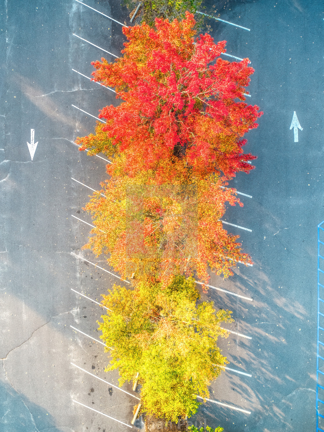 "Leaf Traffic Light" stock image