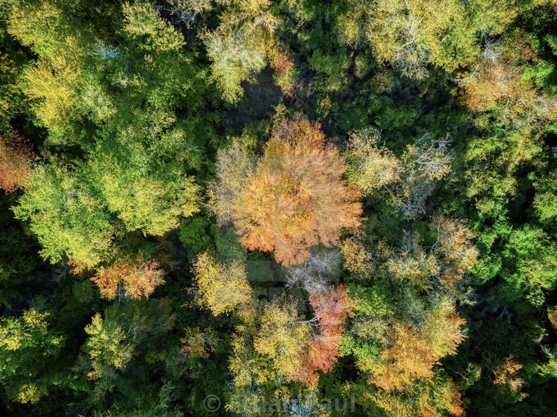 "Vibrant Fall Tree" stock image